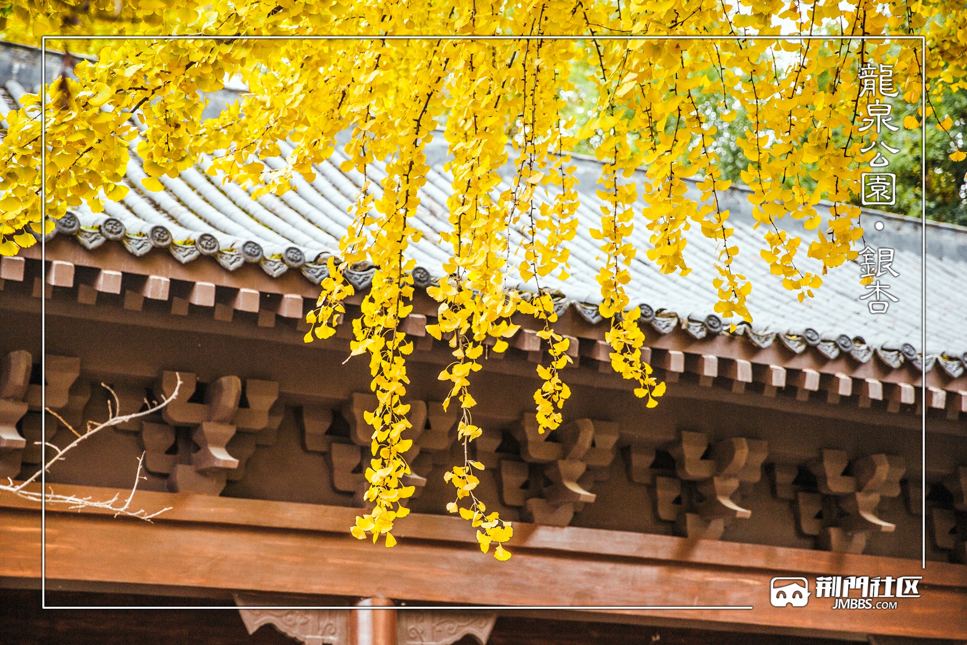 龙泉公园·银杏树·随拍