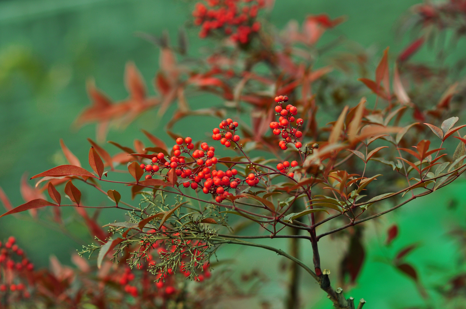 就像那冬天的一把火------------南天竺(南天竹)