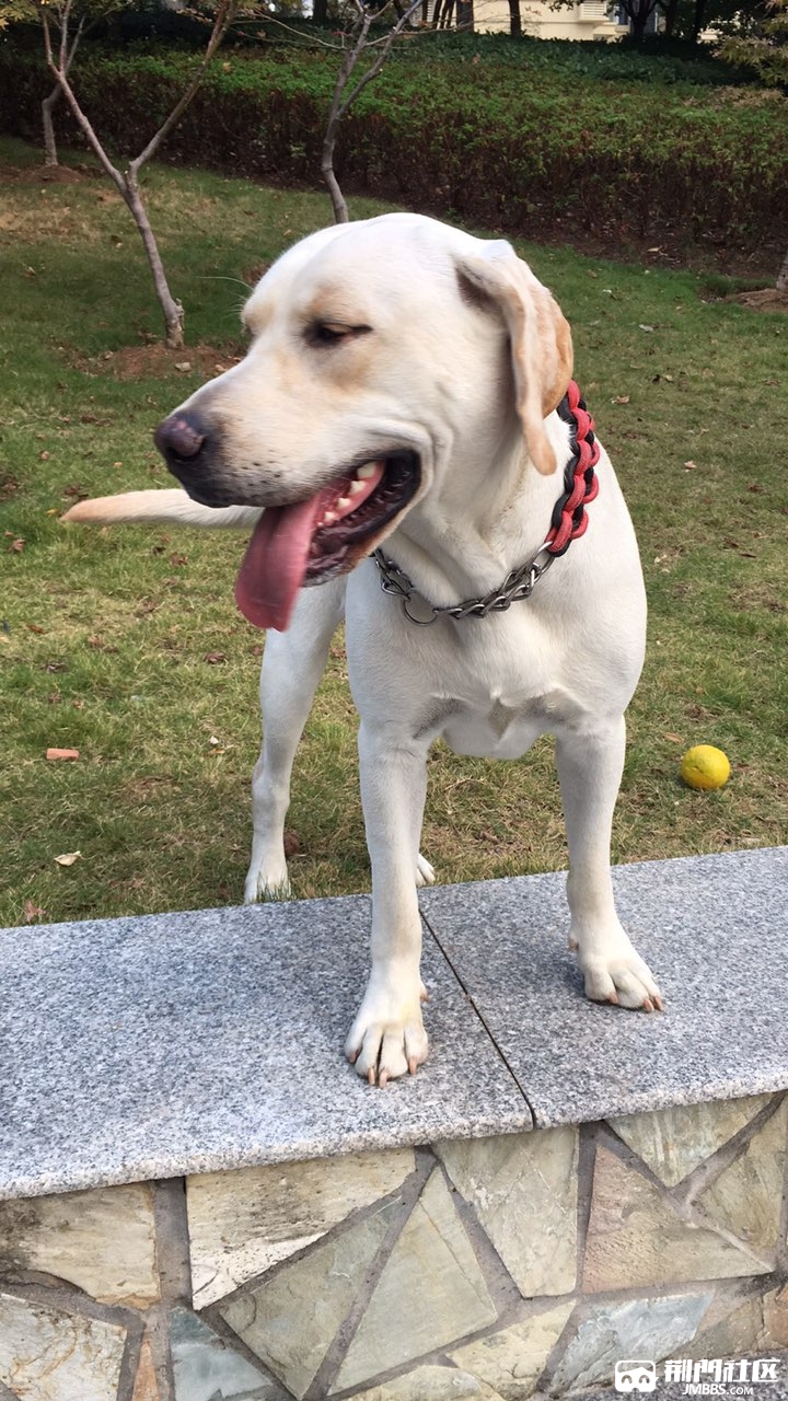 谁家有公拉布拉多要配的么