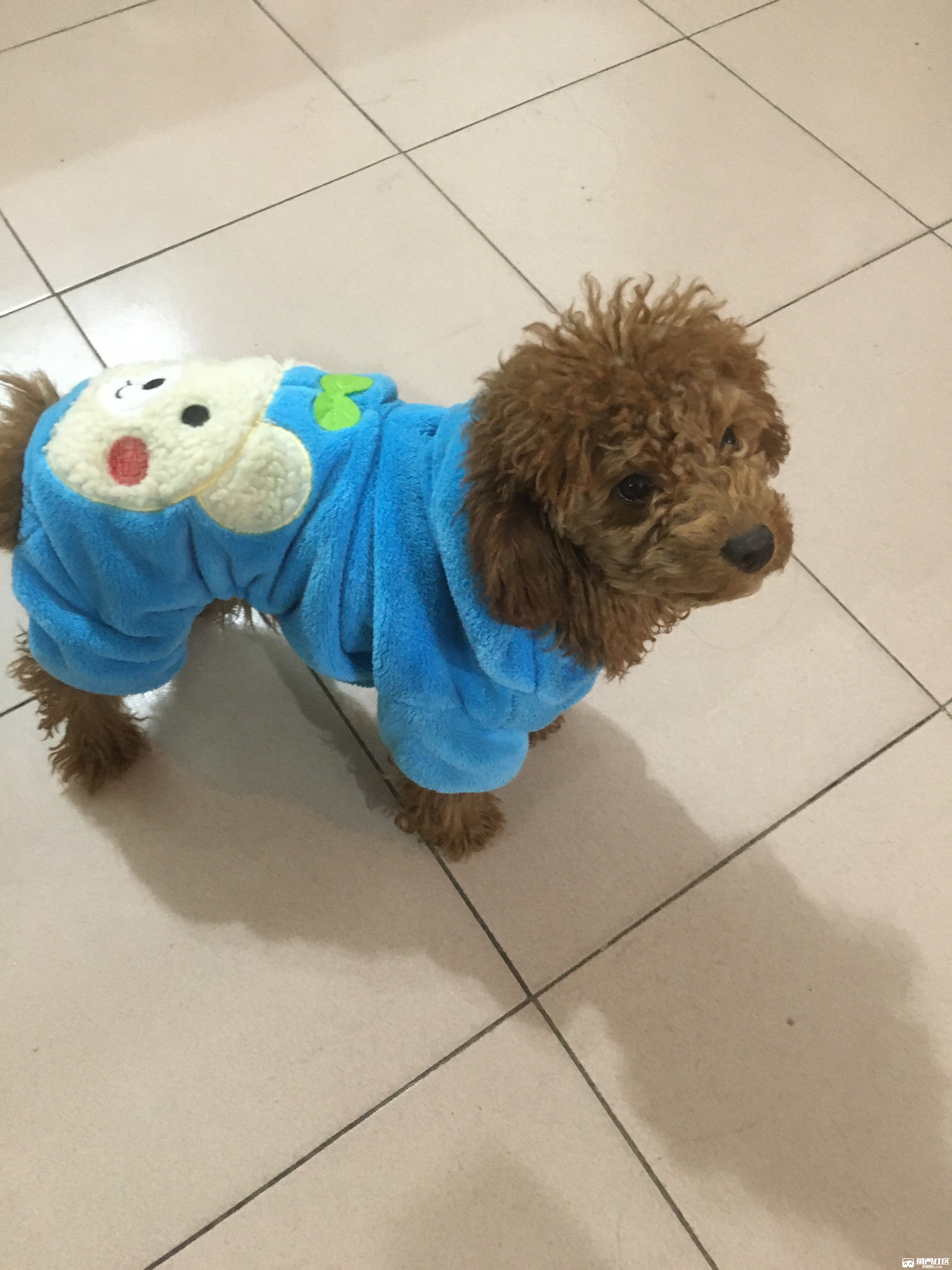 5个月大泰迪领养