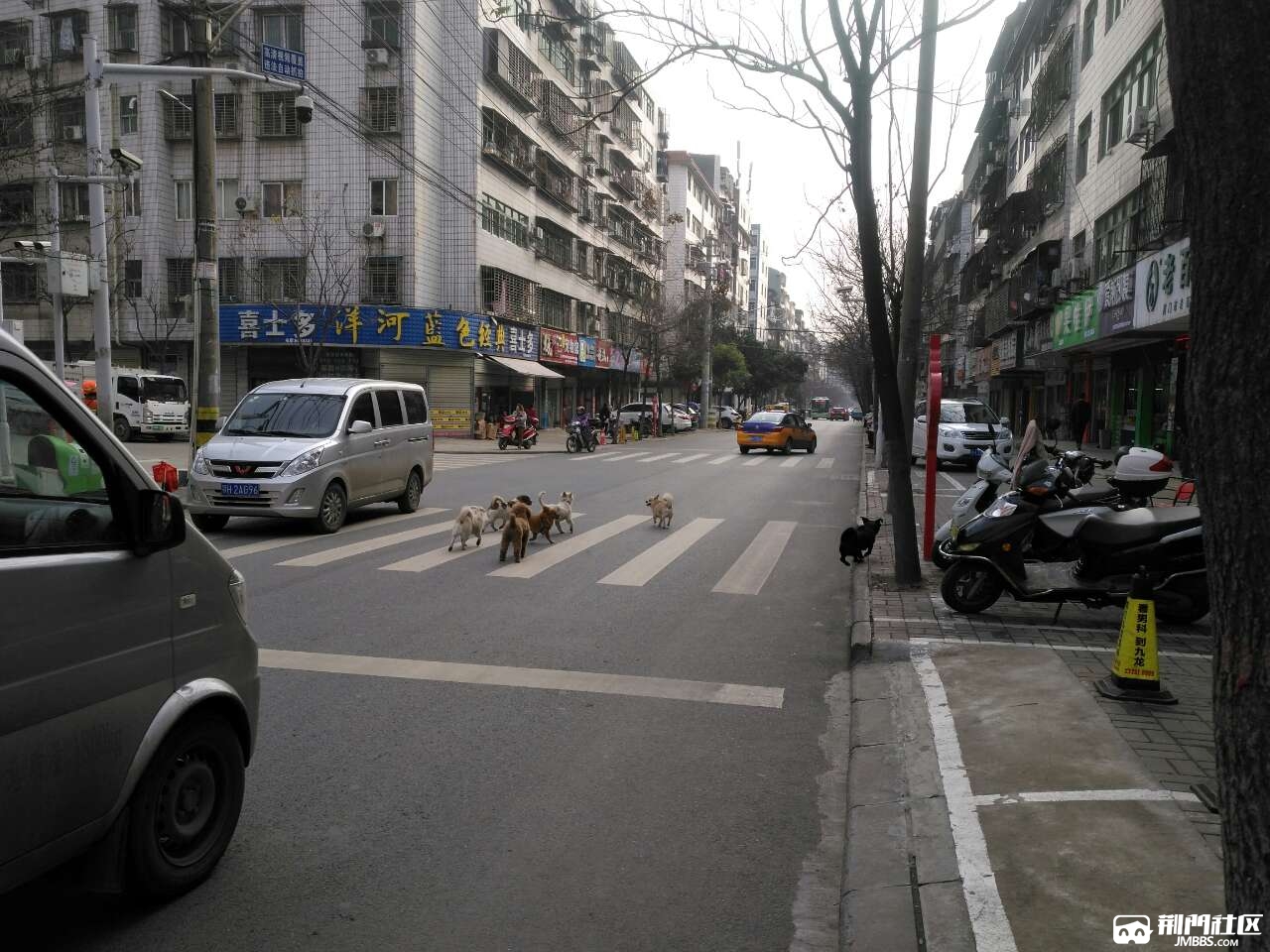 水产路狗痪成灾 - 声色荆门 - 荆门社区 - 强势媒体 荆门门户 【官网