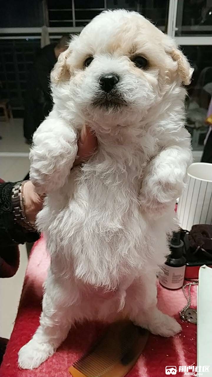 比熊串串免费送