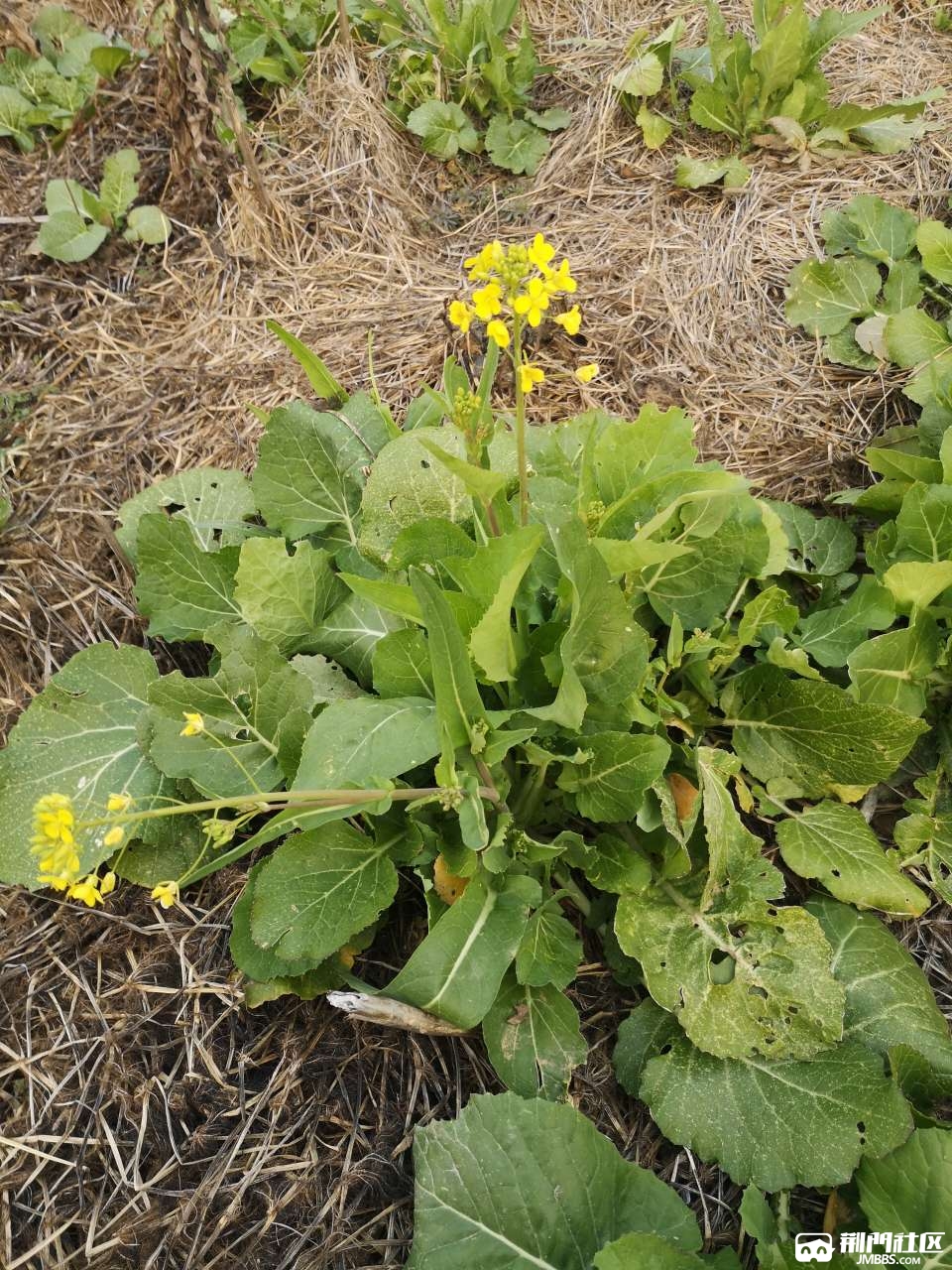 野外正宗野白菜