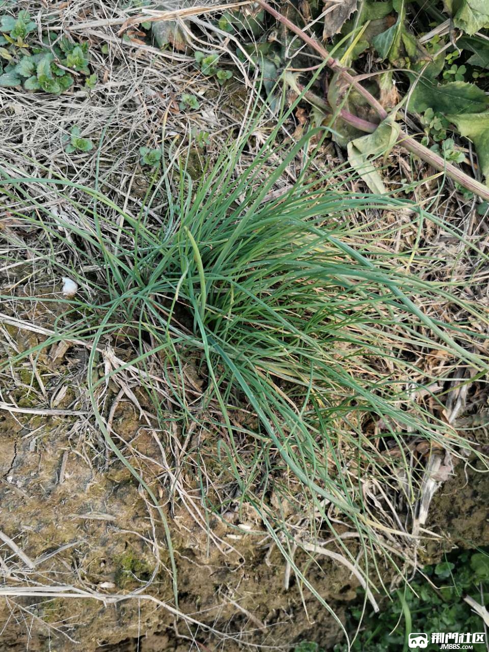 特色野小蒜粑粑