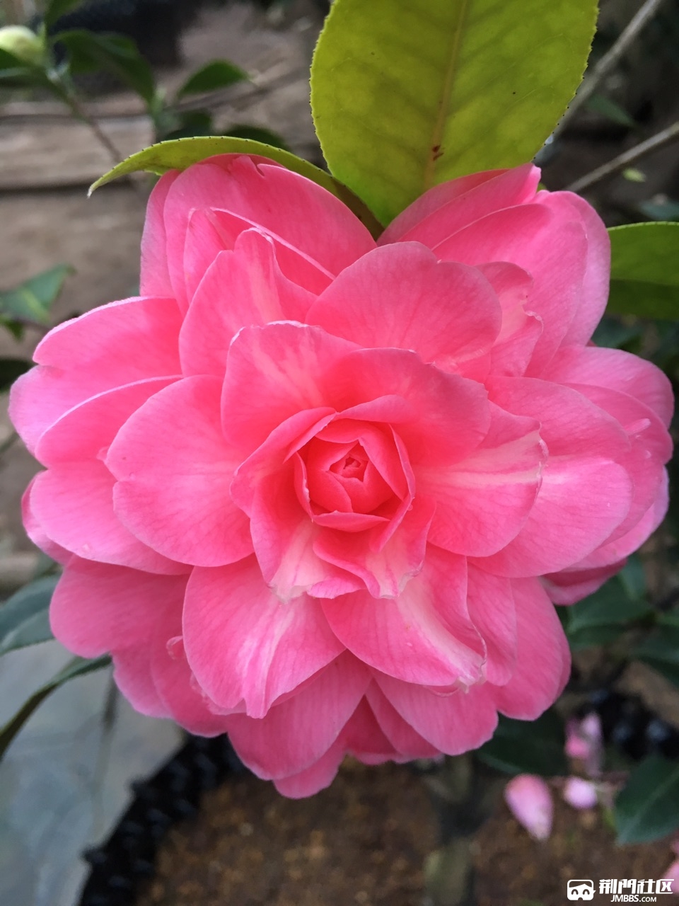 茶花六角大红