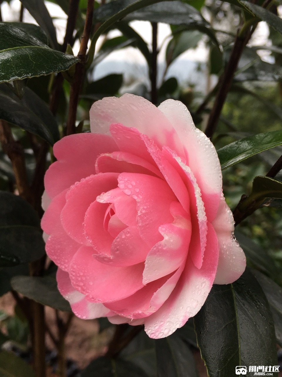 茶花六角大红