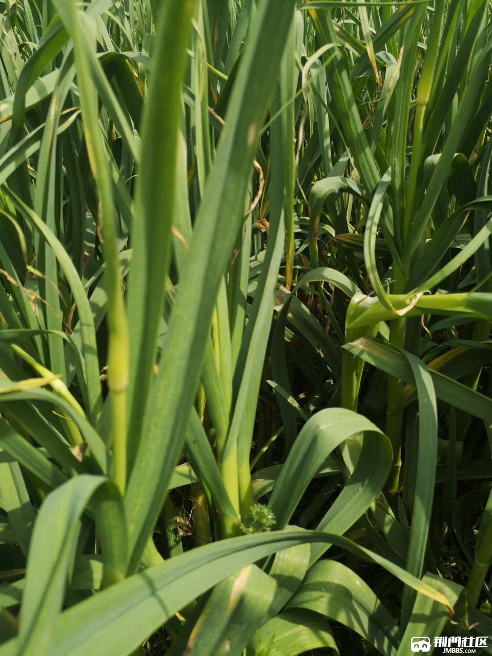 蒜苔什么时候长出来都不知道,可惜也没有肉