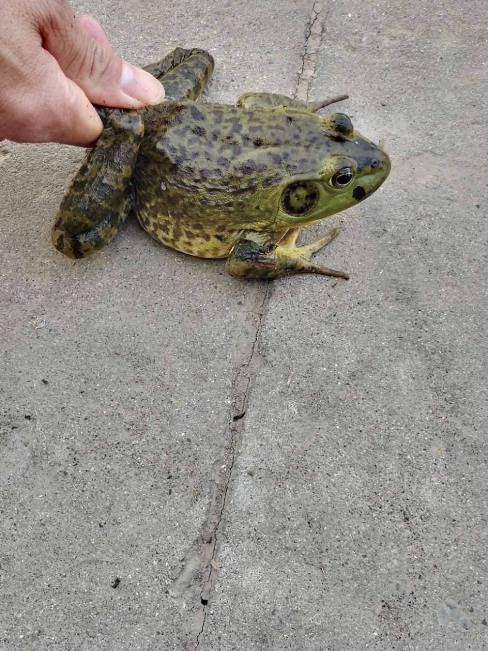 田鸡(牛蛙)