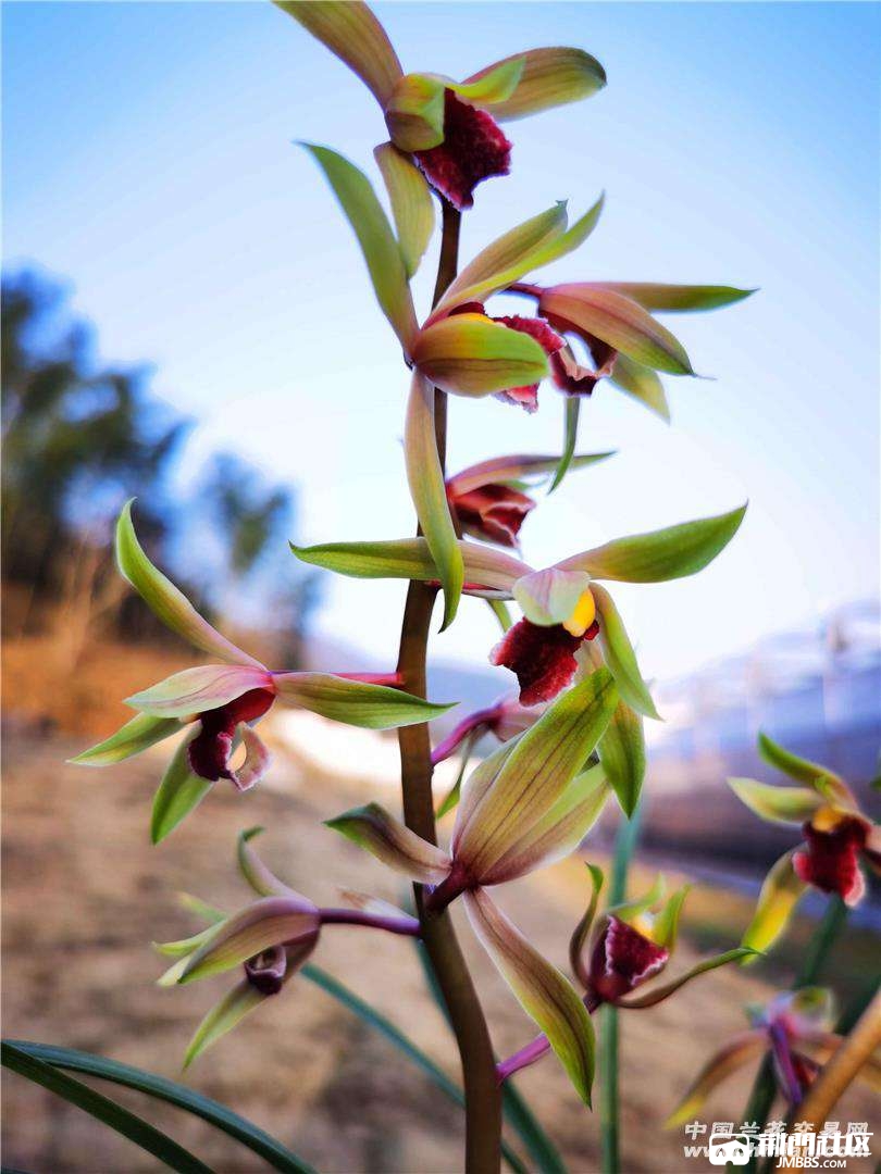 今年弄了一个蕙兰红素