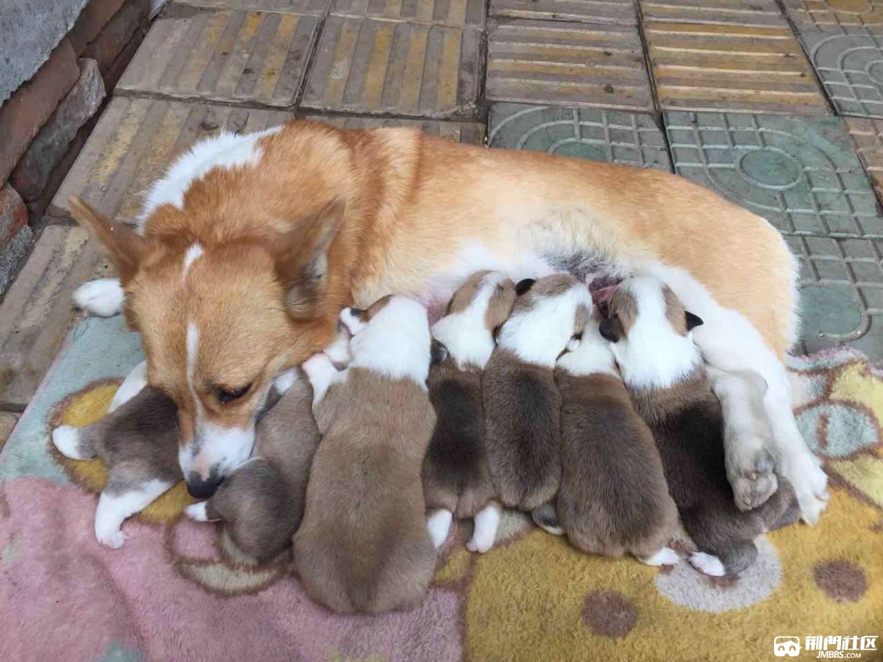 朋友家的柯基产下一窝可爱小狗,个个粉嫩漂亮,帮他宣