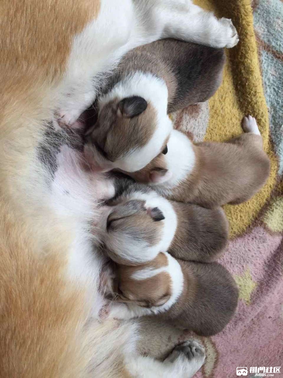 朋友家的柯基产下一窝可爱小狗,个个粉嫩漂亮,帮他宣