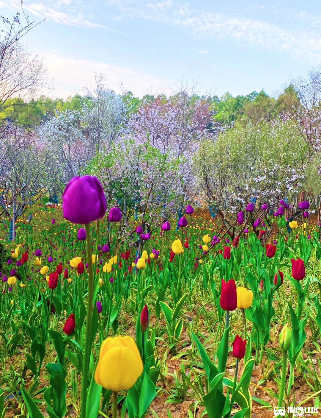 春天来了,做好防护,咱们去公园赏花吧!