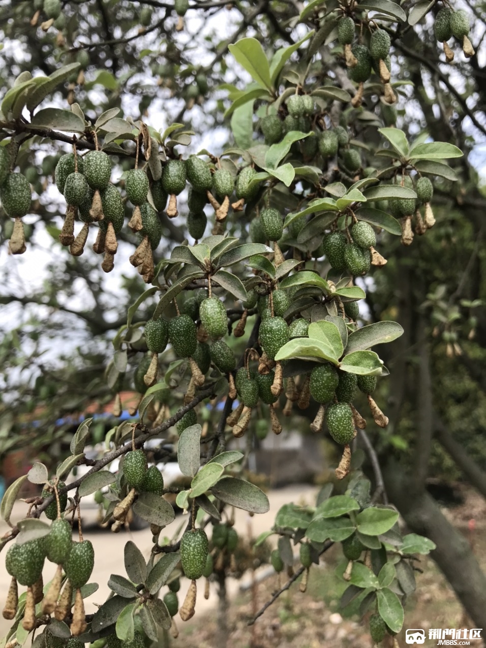 羊奶果熟了