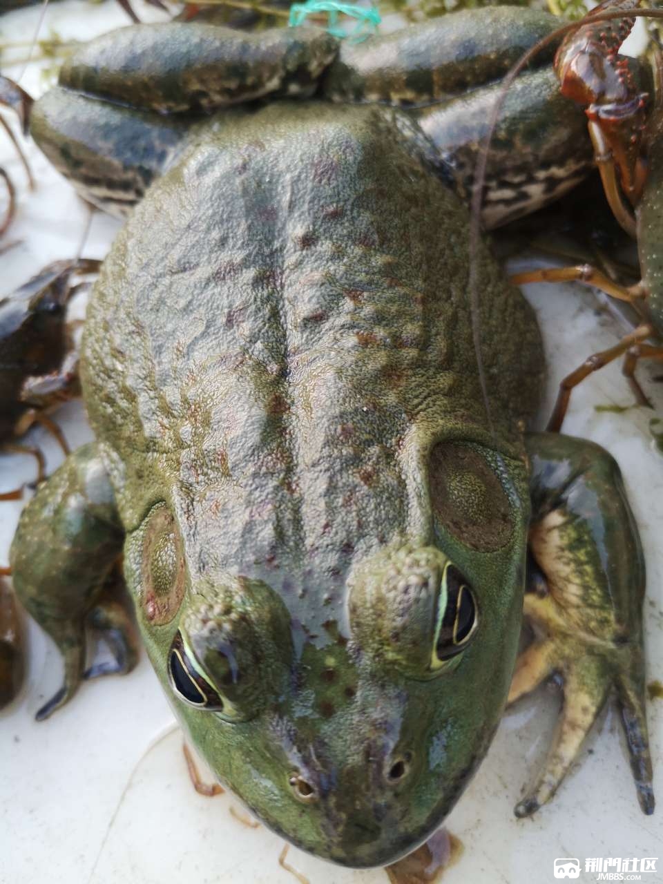 今天又下了一只大牛蛙