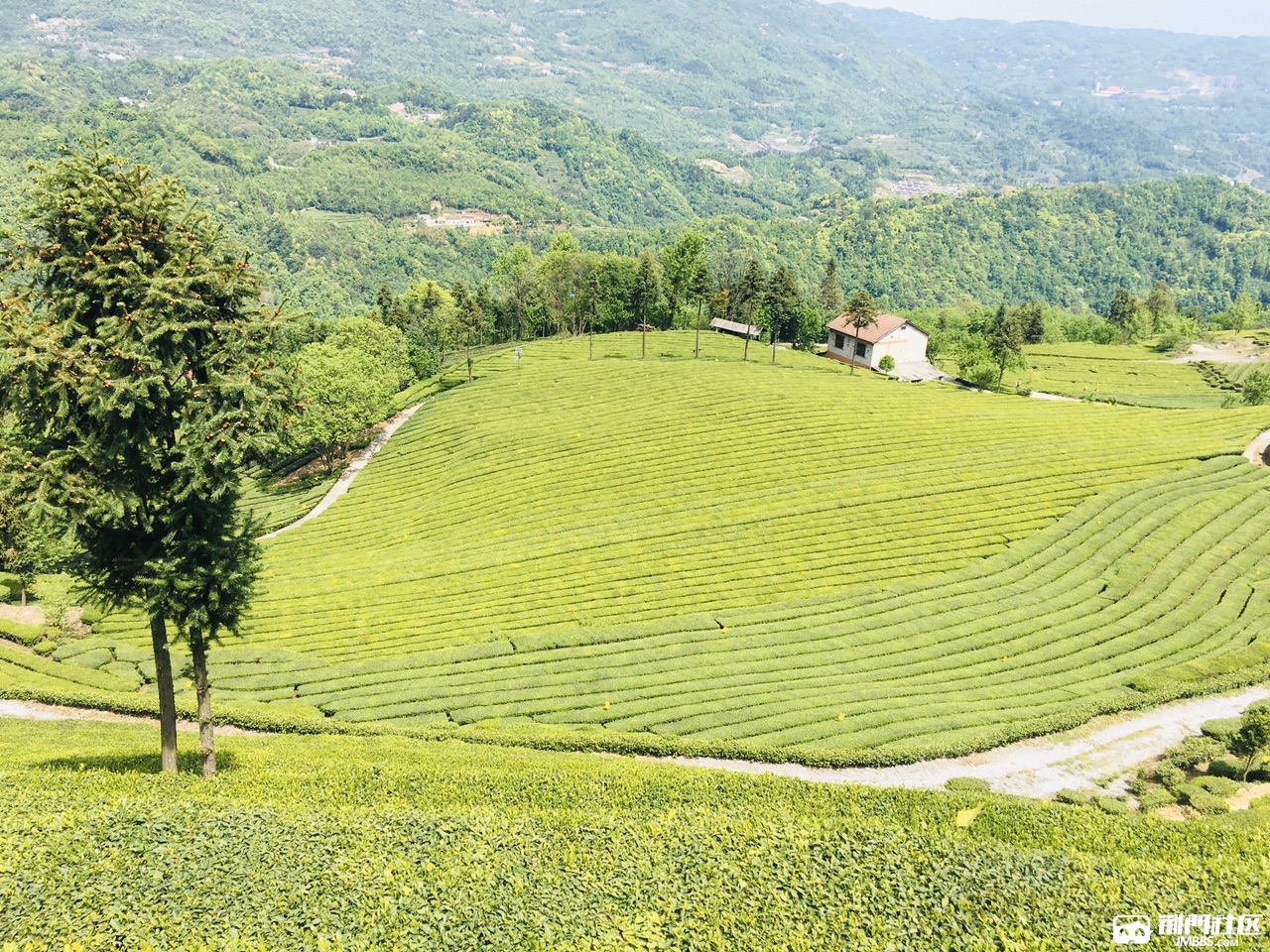 最美的風景茶園