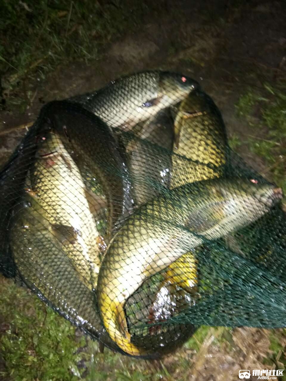 夜钓,野生黄金大鲤