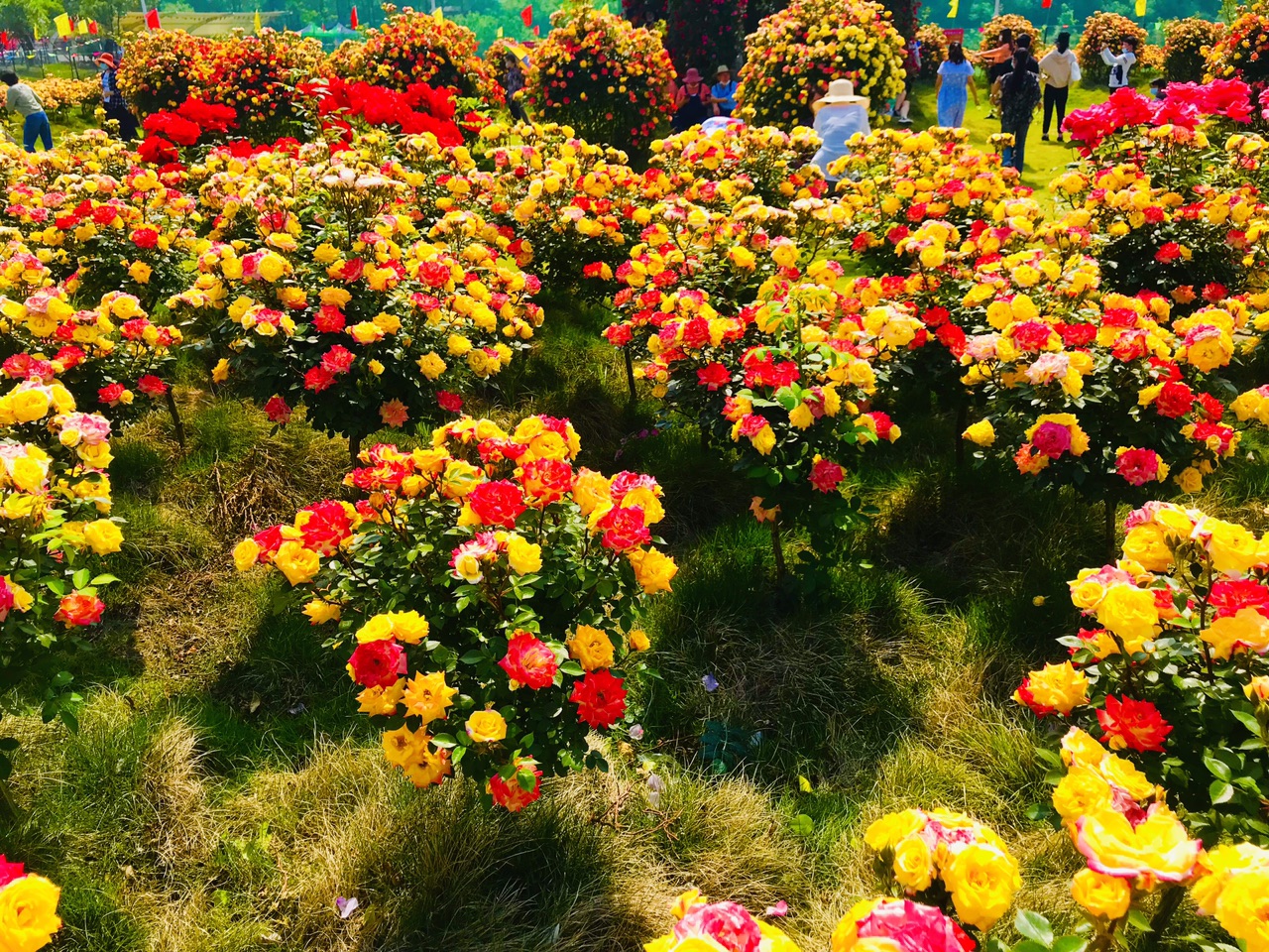 花红草绿一片生机