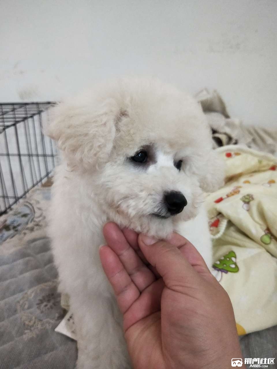 四个月比熊有偿领养 - 宠物之家 - 荆门社区