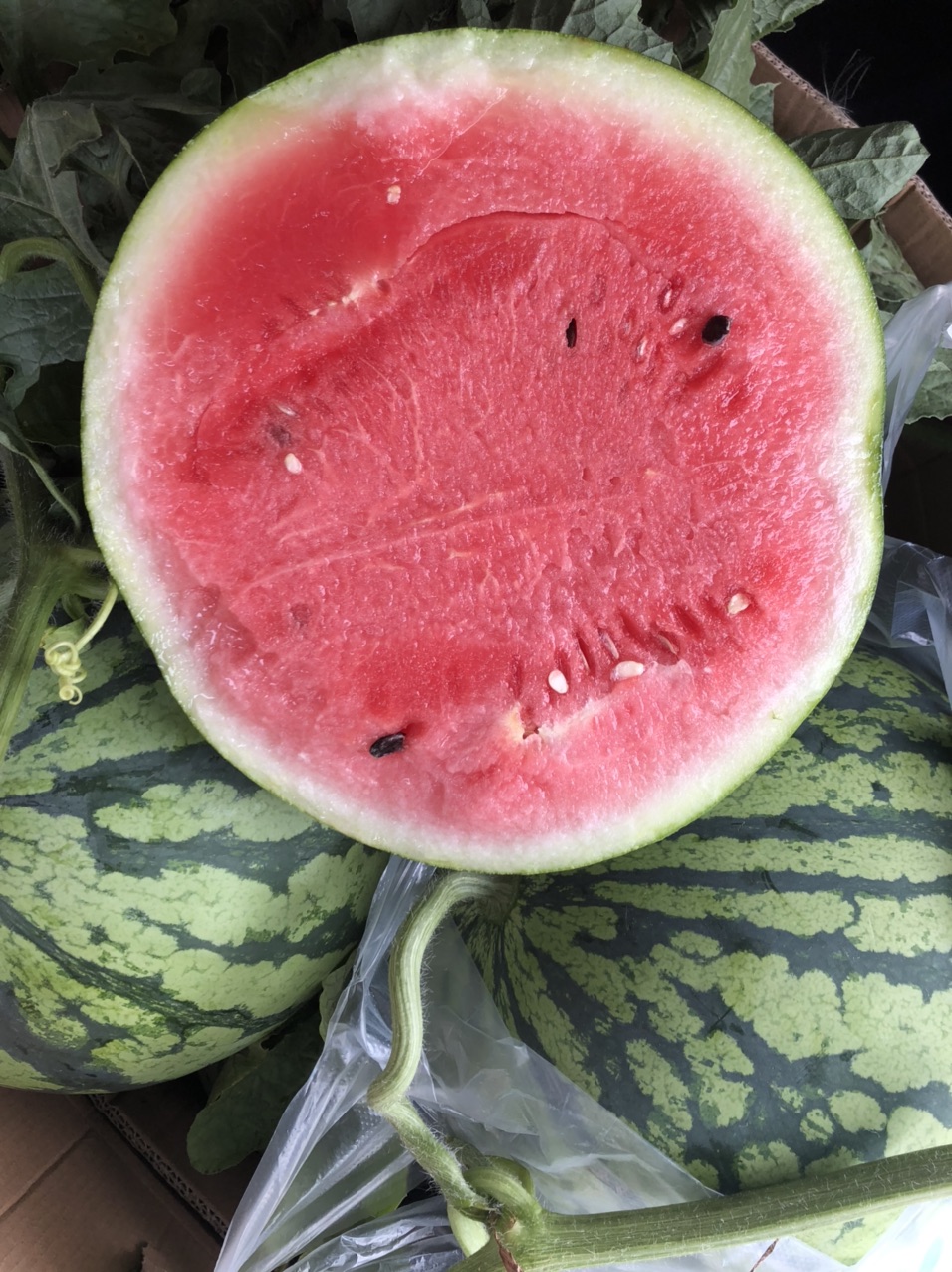 双井西瓜熟了,这个夏天满满的幸福