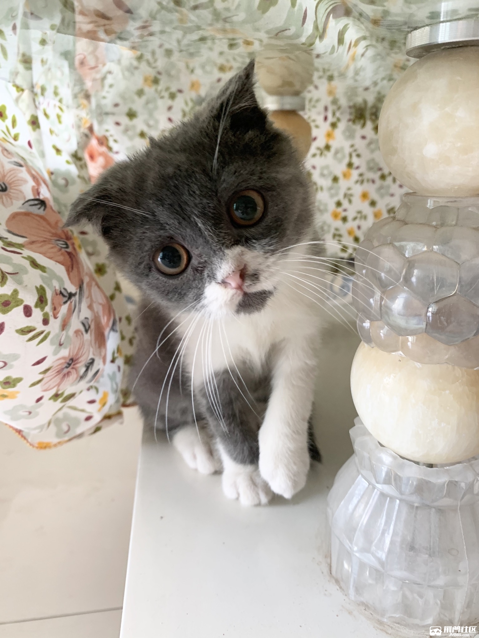 英短蓝白三个月小公猫便宜卖