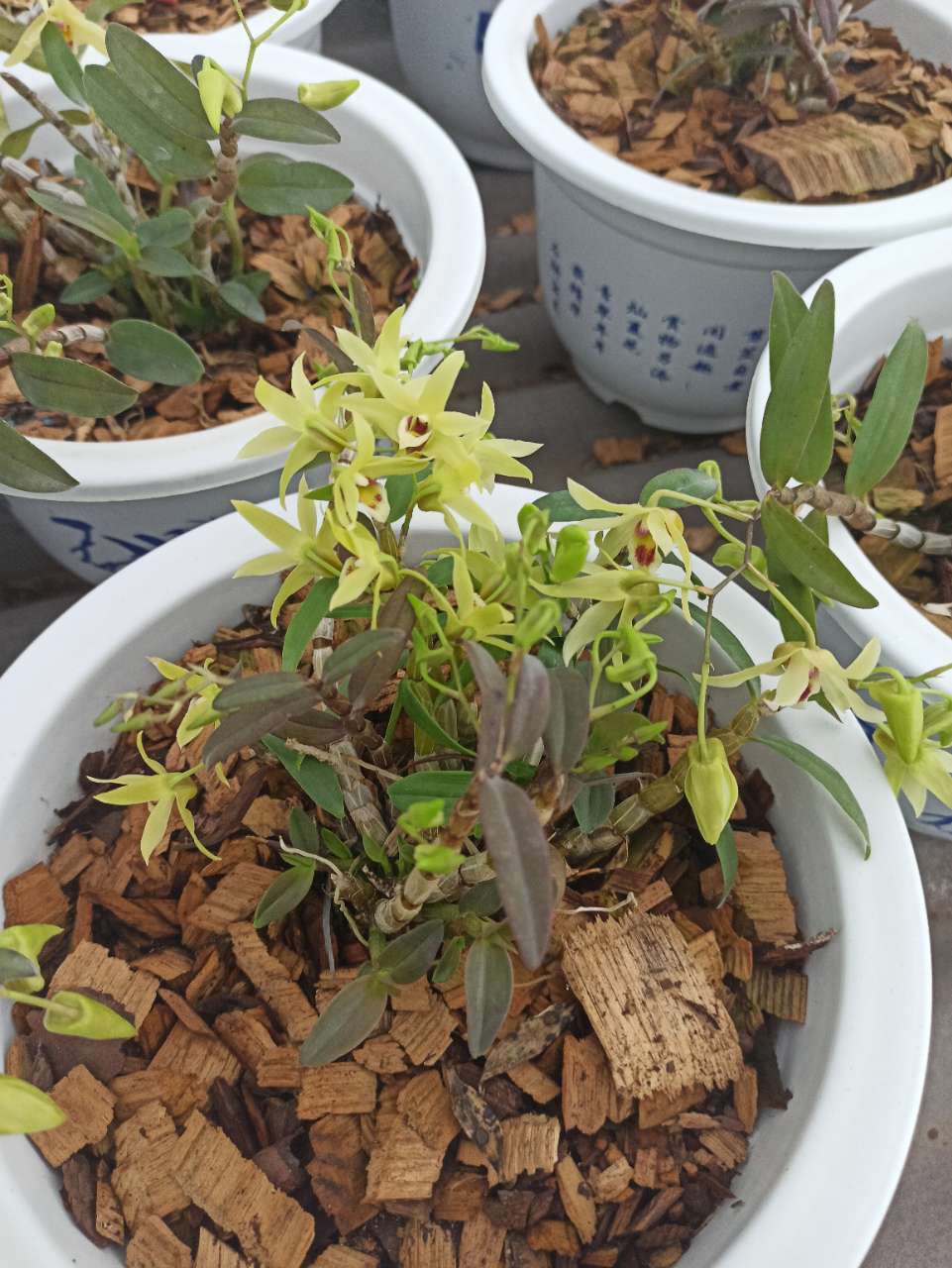 荆门洲和生态农业产业发展有限公司铁皮石斛开花了