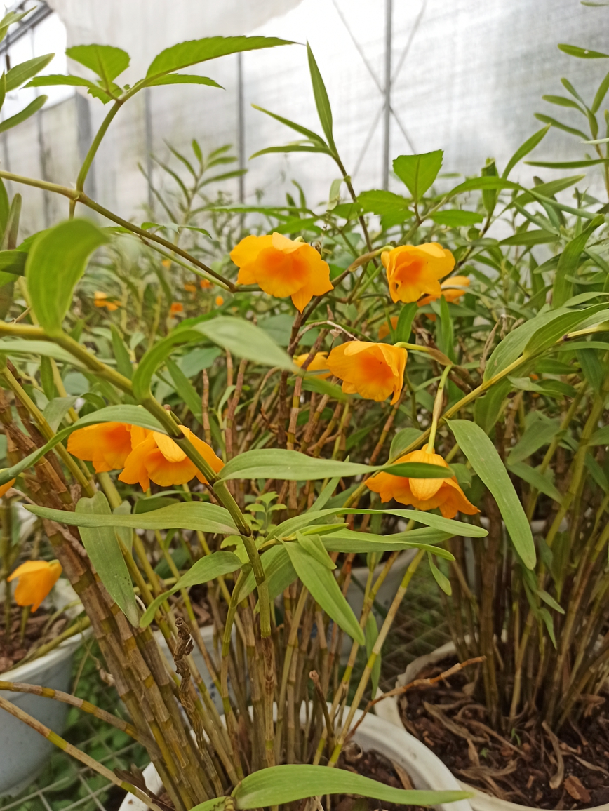 仙草之王--铁皮石斛