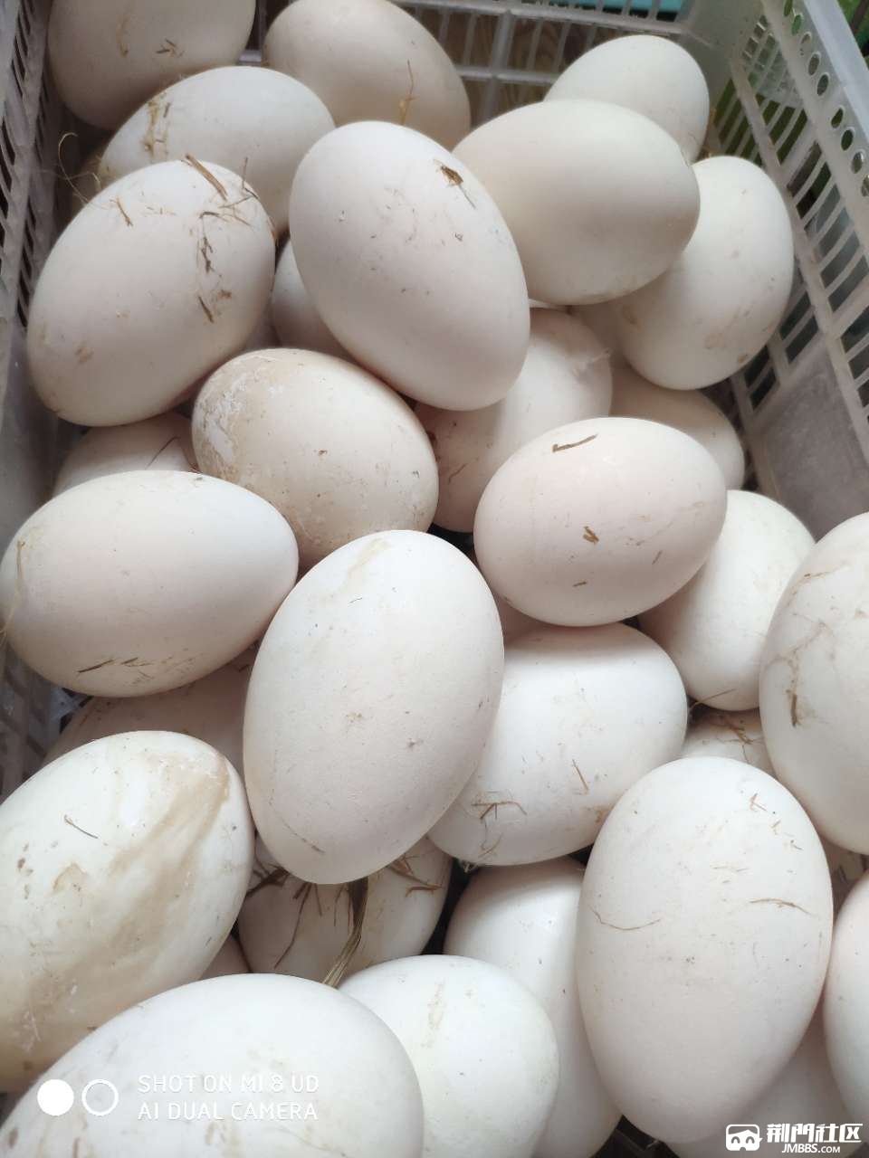 煮的鹅蛋如下图正常吗之前买的煮出来是白色的嚒