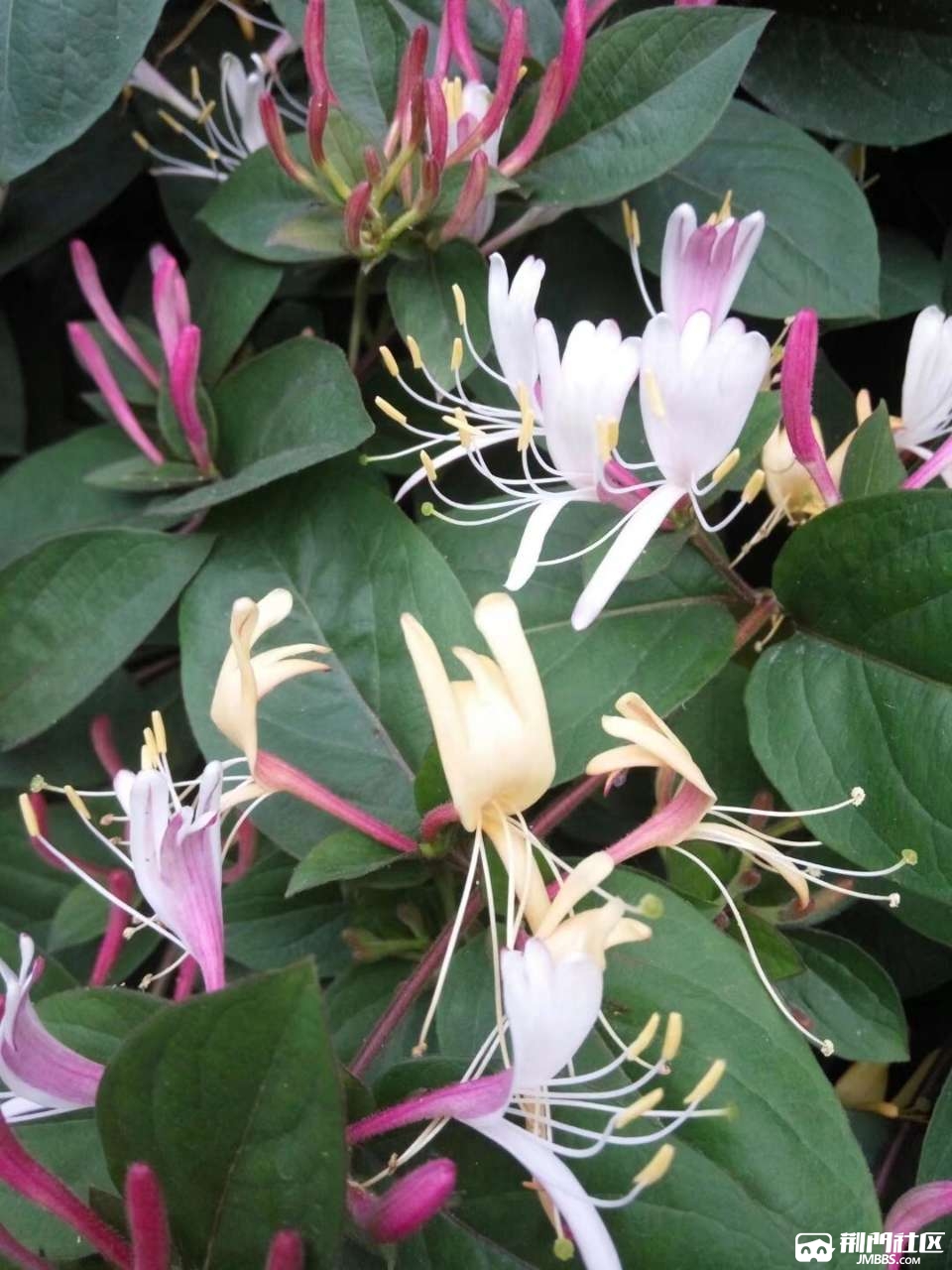 亲们,你见过七彩金银花花吗