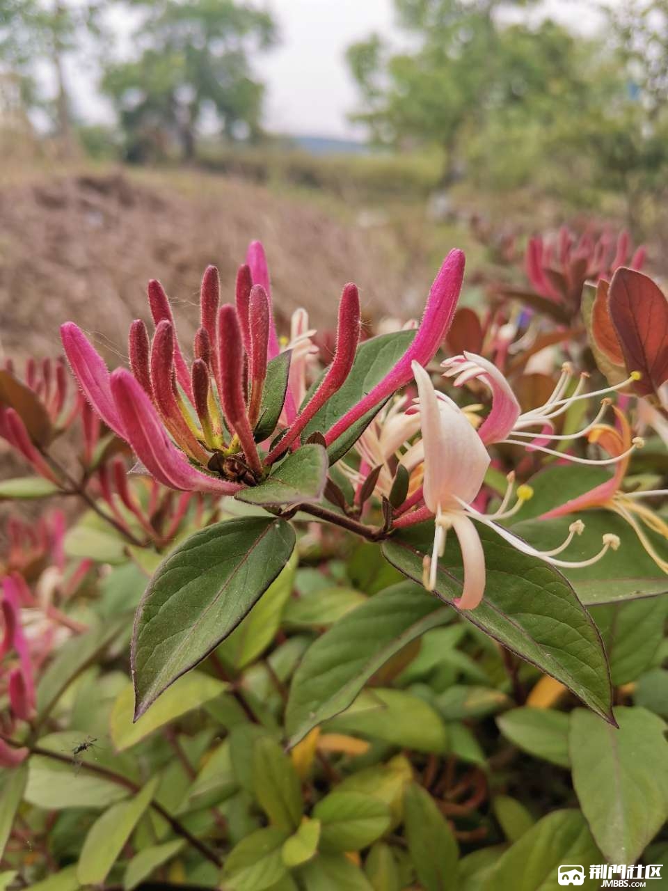 亲们,你见过七彩金银花花吗