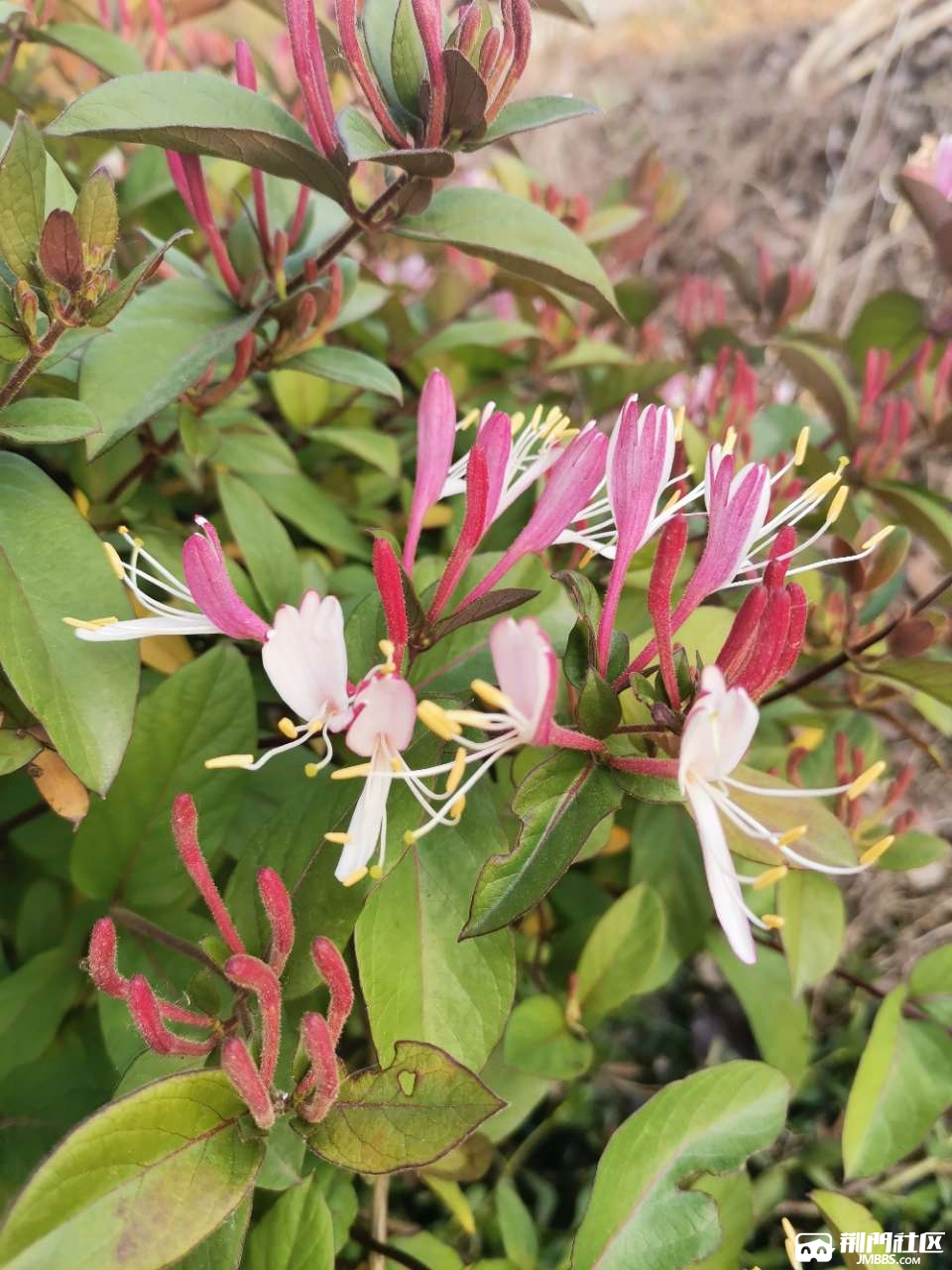 亲们,你见过七彩金银花花吗
