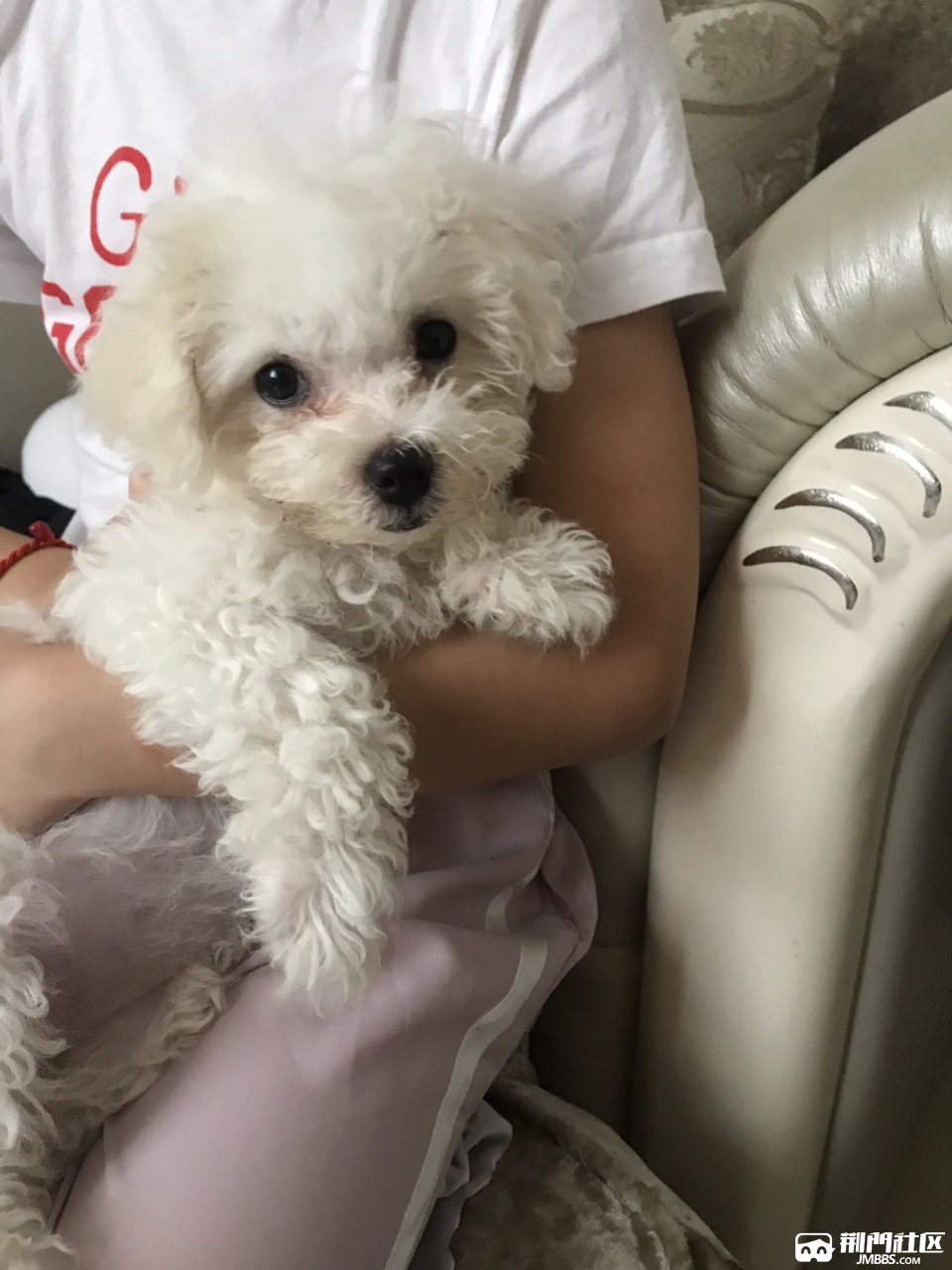 两个月大比熊 寻找新主人 13451193885