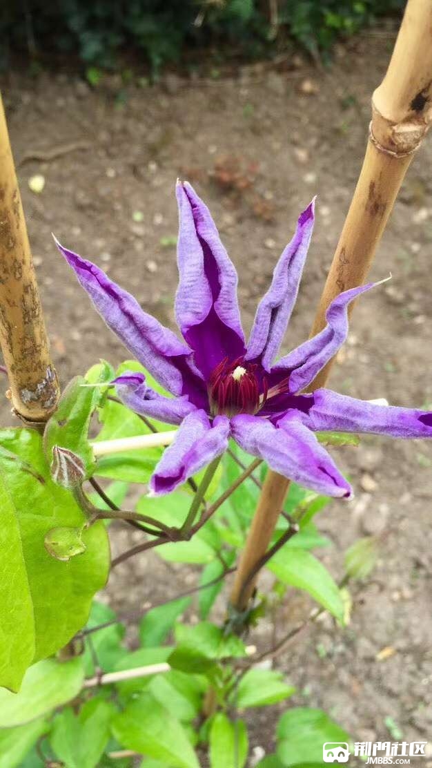 铁线兰悄悄开放啦