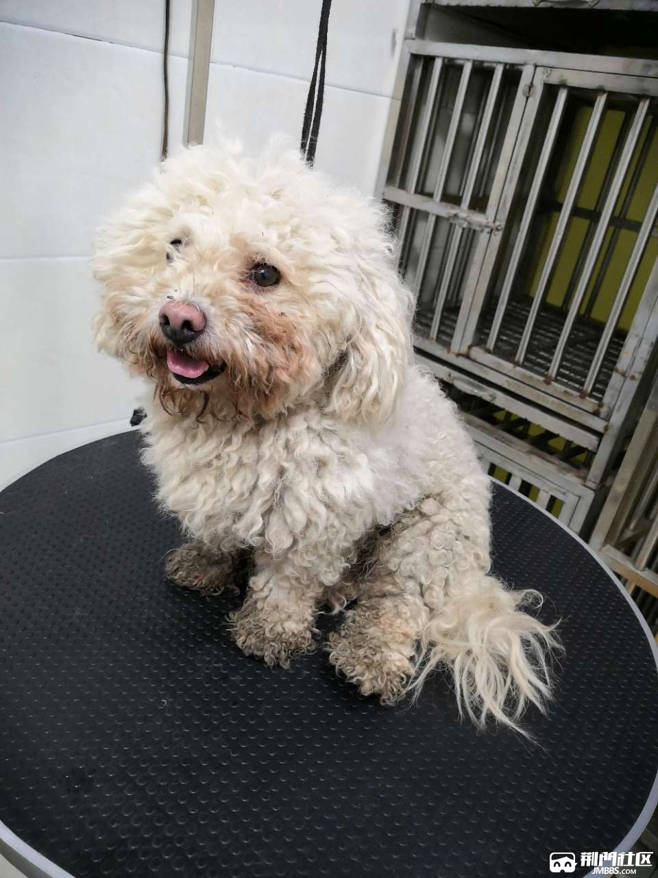 流浪半年以上的比熊,还有人在找它吗?