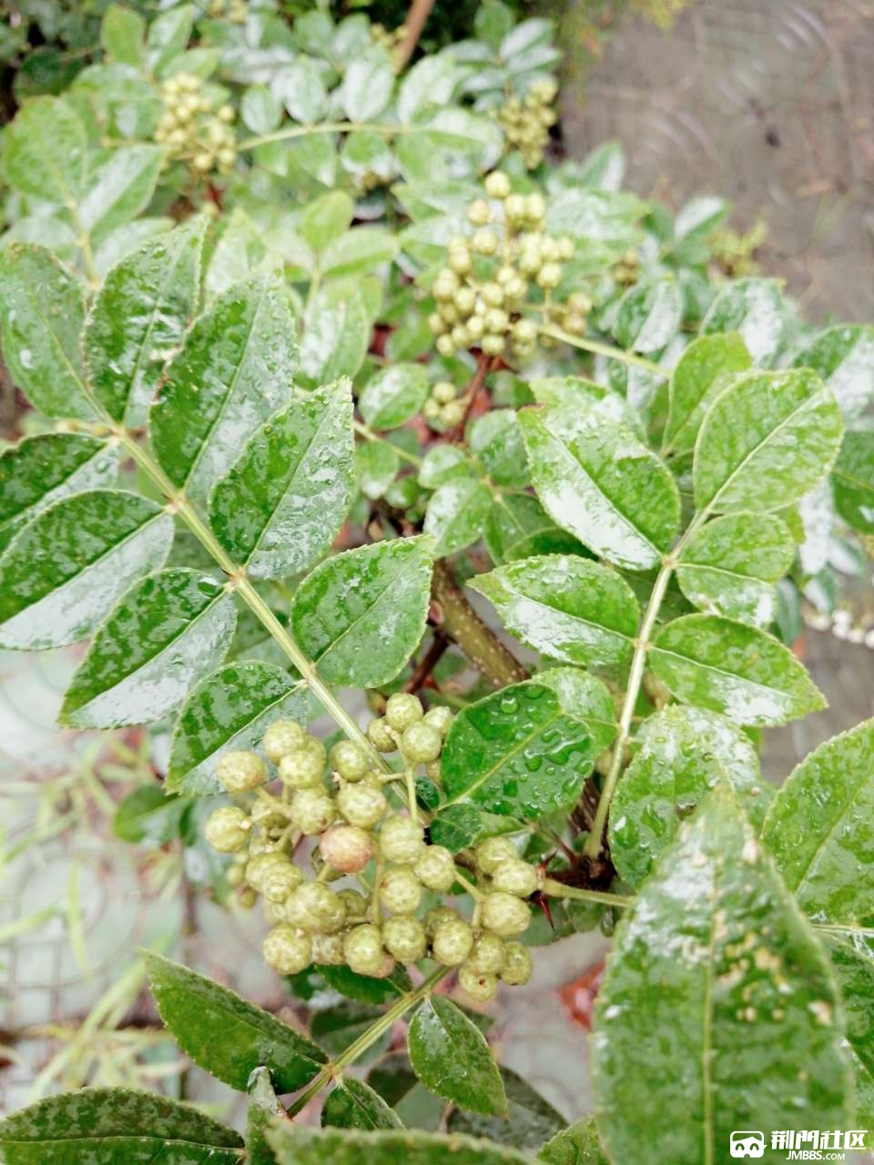 花椒树 - 花卉园艺 - 荆门社区 - 强势媒体 荆门门户 【官网】