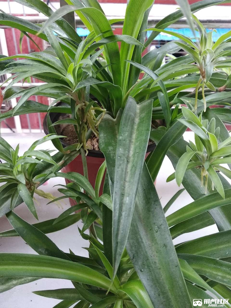 八年的袖珍老桩吊兰