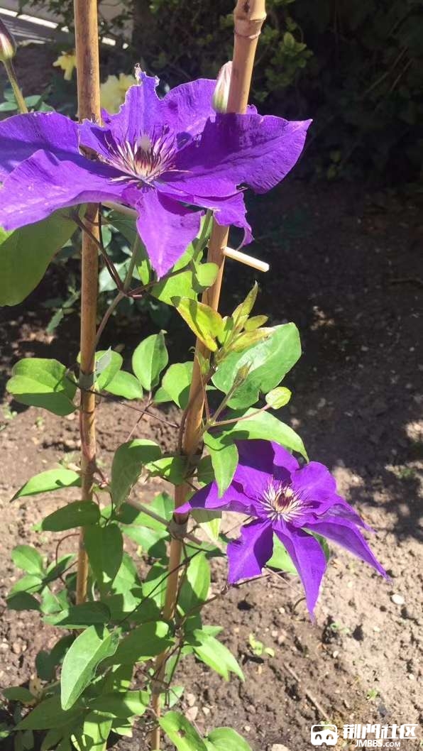 紫色铁线兰全开啦