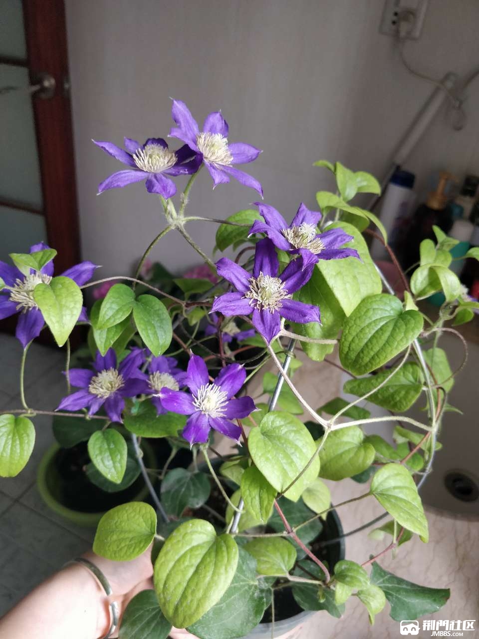 这是个什么花花