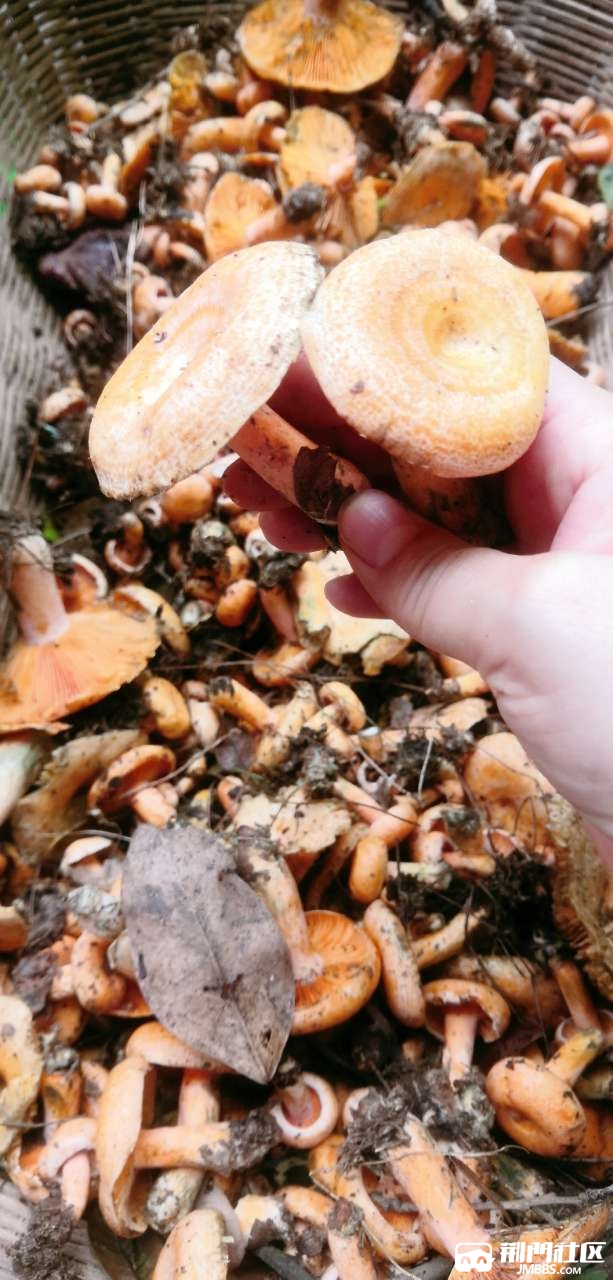 野生松树菌不记得有多少年没吃过了记忆里最鲜美的