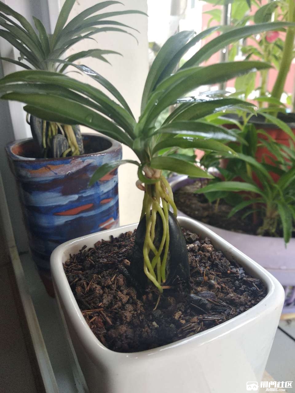 八年的袖珍老桩吊兰