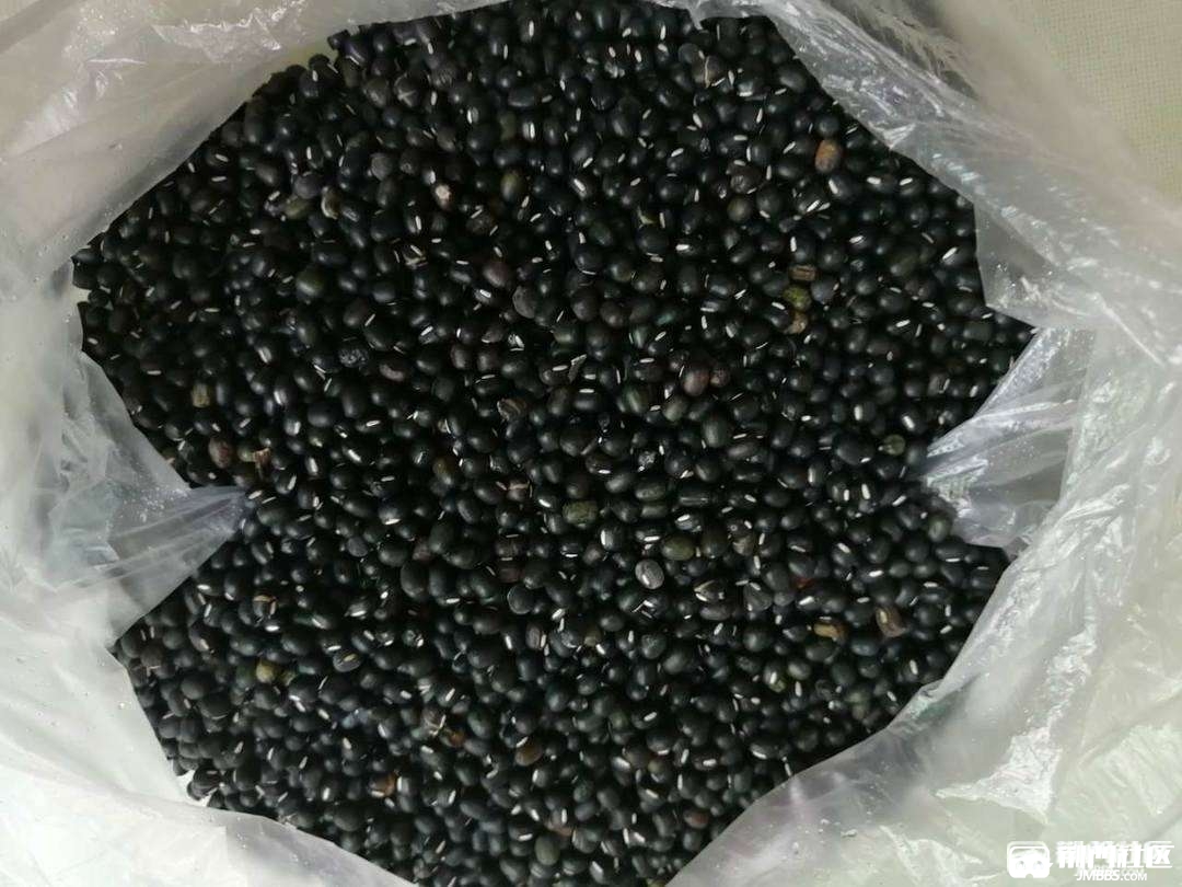黑绿豆你看到过吗
