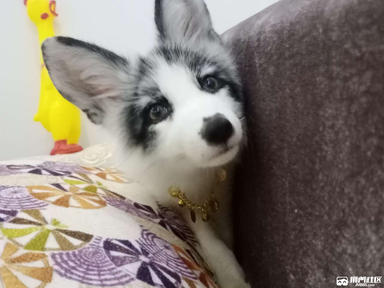 熊猫狐 - 宠物之家 - 荆门社区 - 强势媒体 荆门门户 【官网】