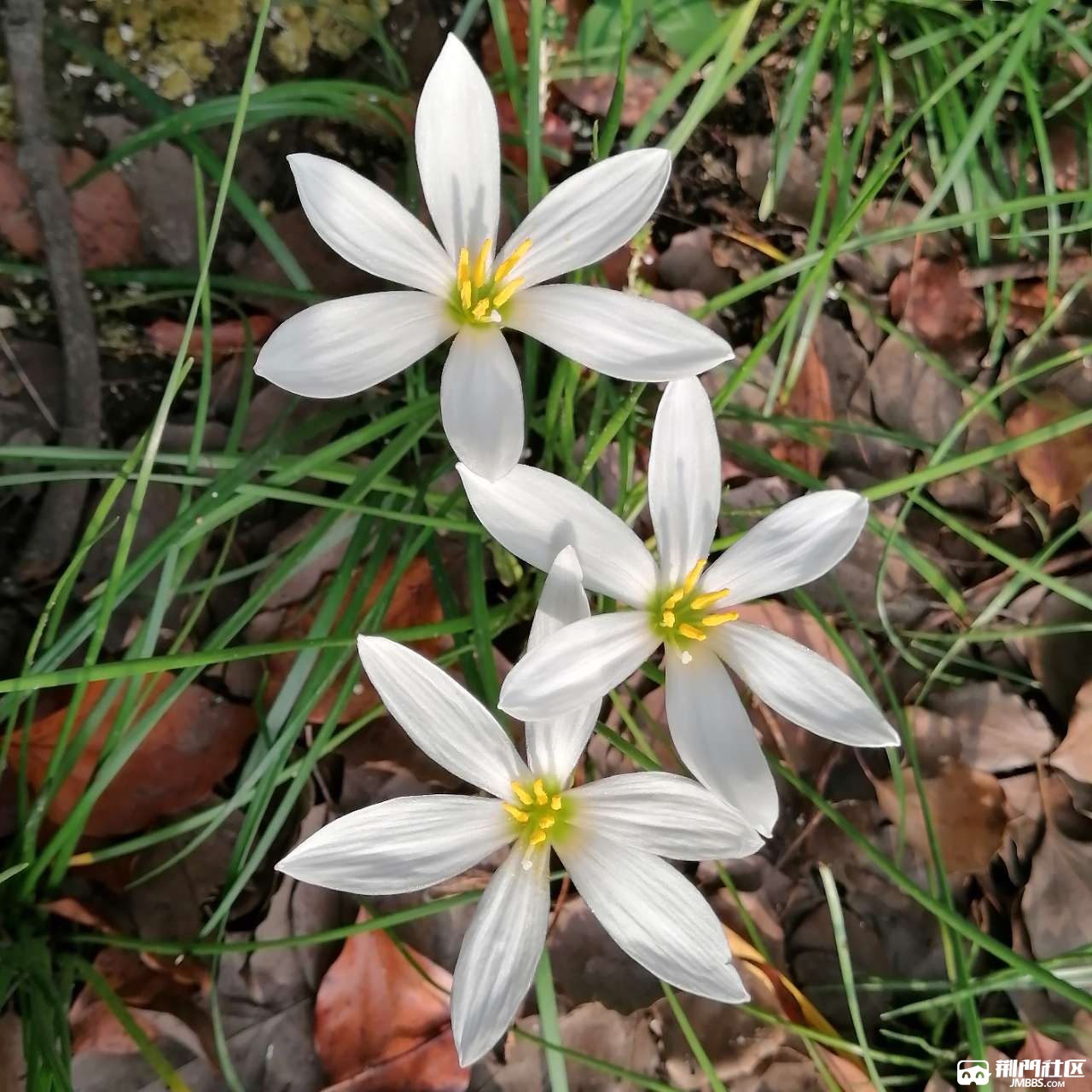 白色火花兰图片