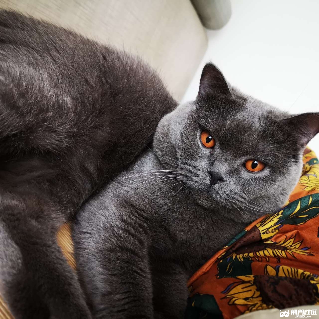 成年蓝猫找领养