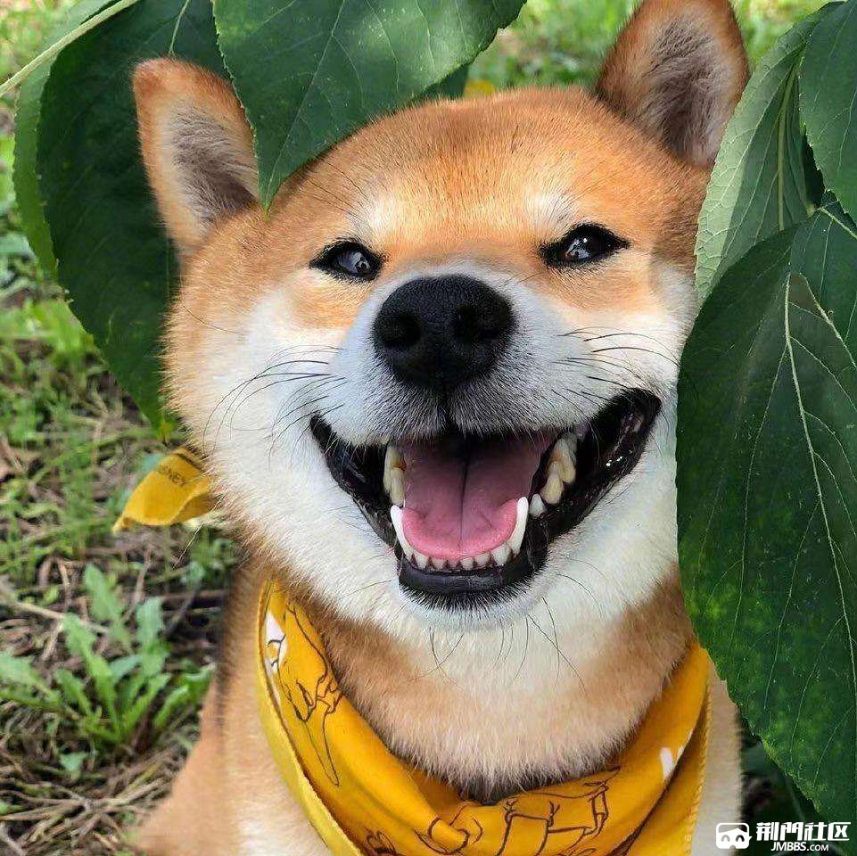 纯种日本柴犬,九个月,母.要不要?八千不议价.