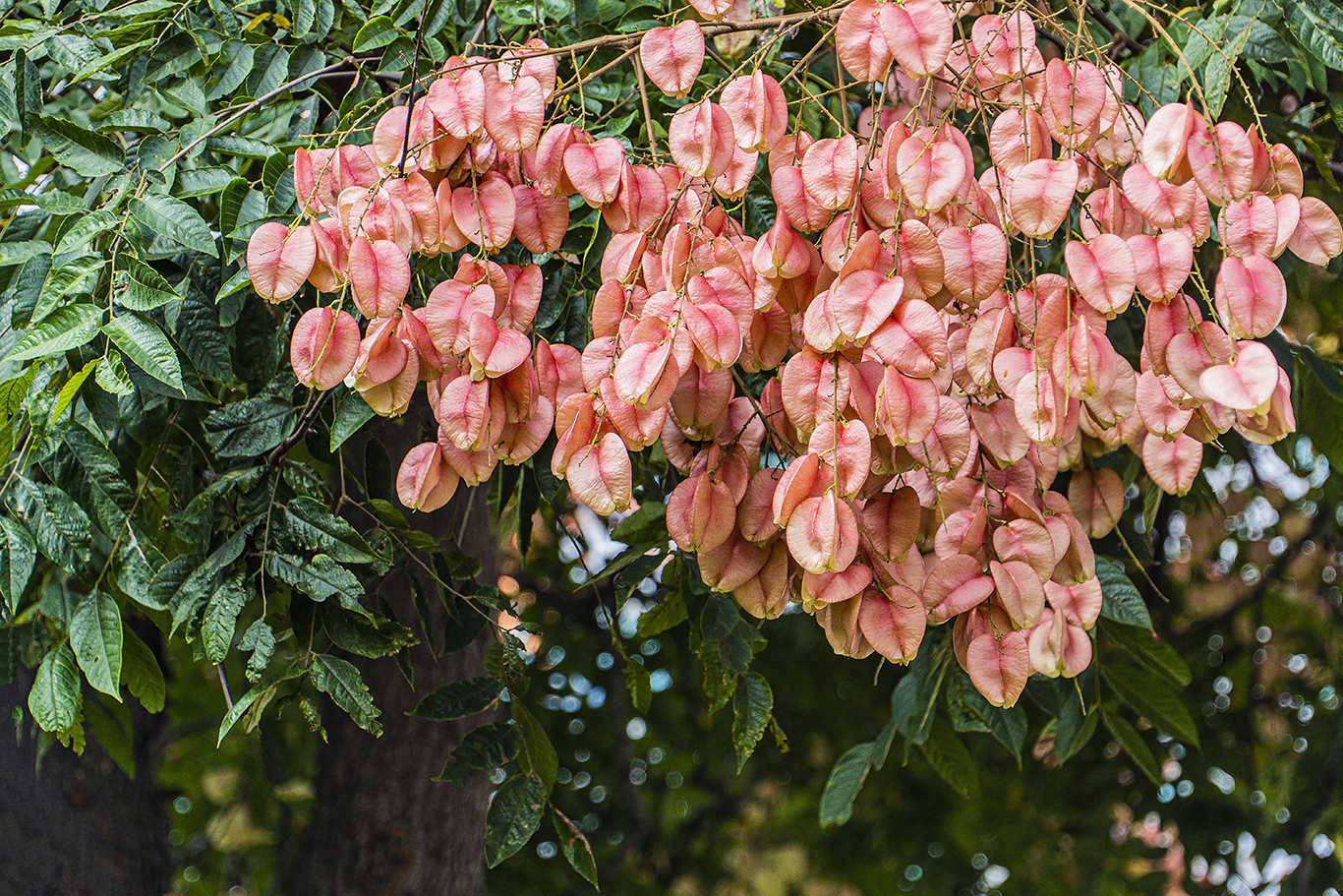岚树开花结果也漂亮