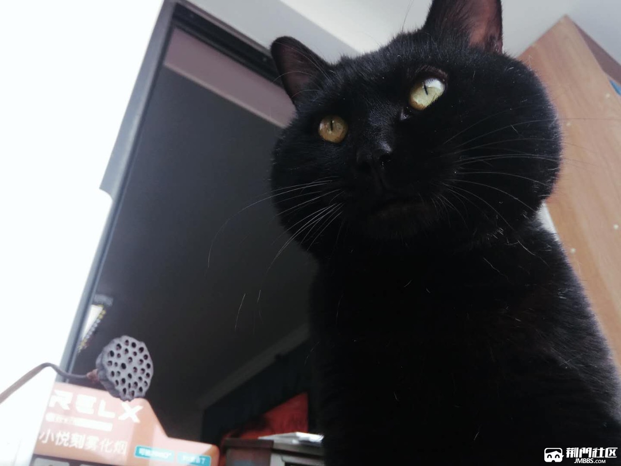 中天街月新广场丢失一只胖黑猫,请看到的朋友联系我