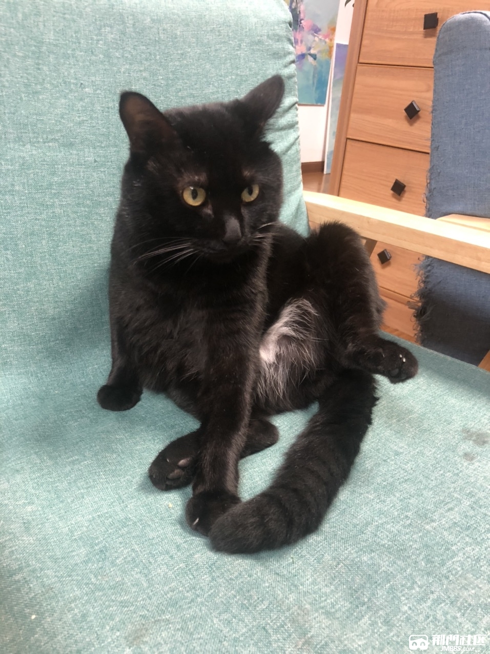 中天街月新广场丢失一只胖黑猫,请看到的朋友联系我
