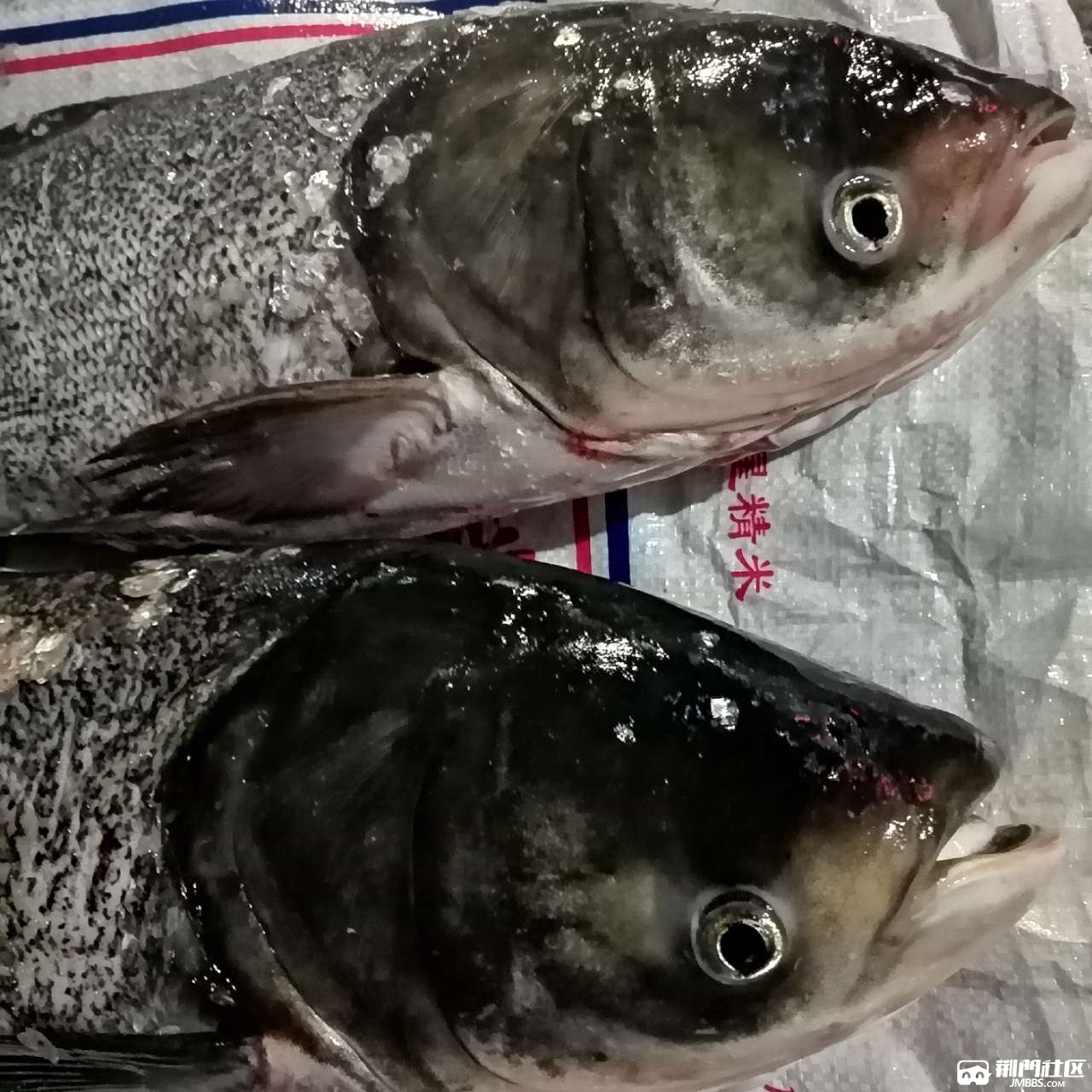 12斤重的大胖頭魚