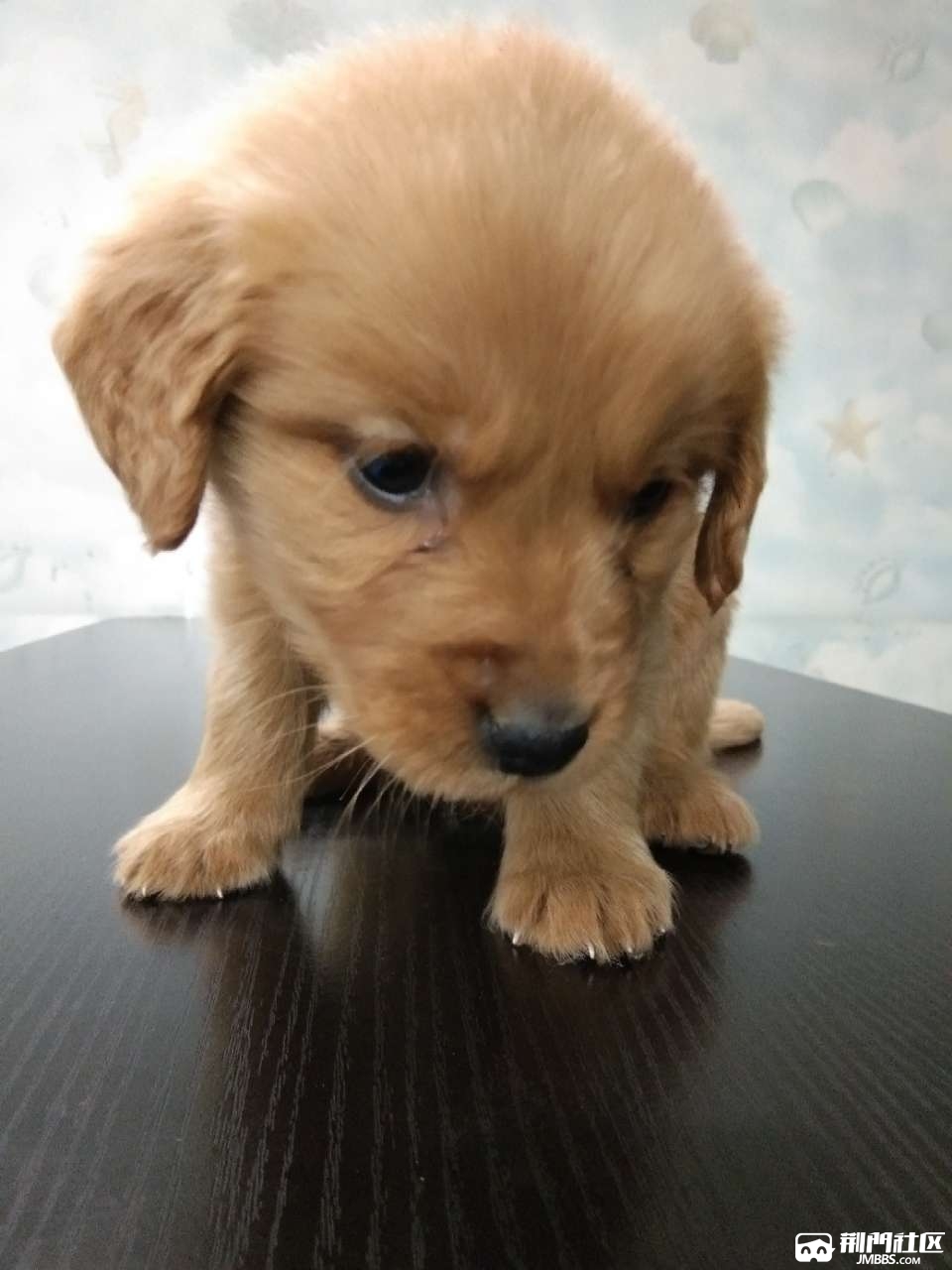 小金毛500元一只