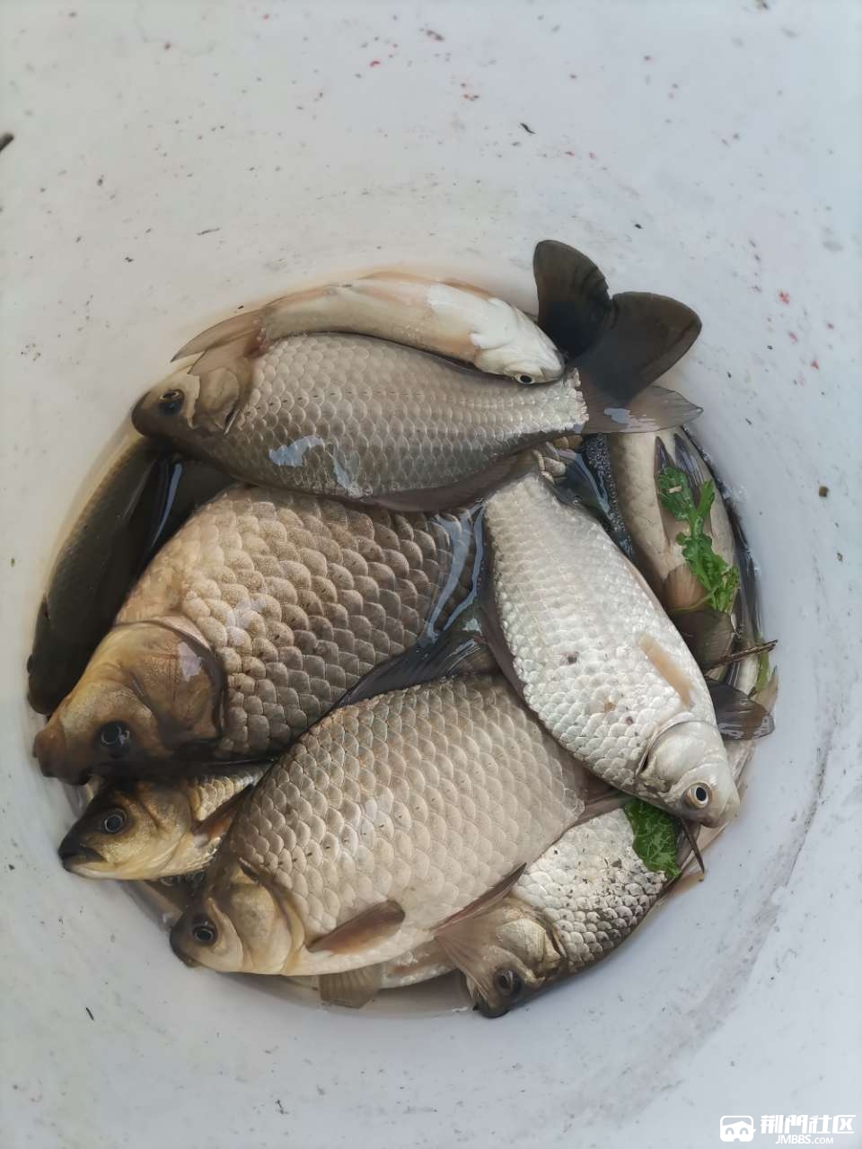 收点野生的鲫鱼回来七